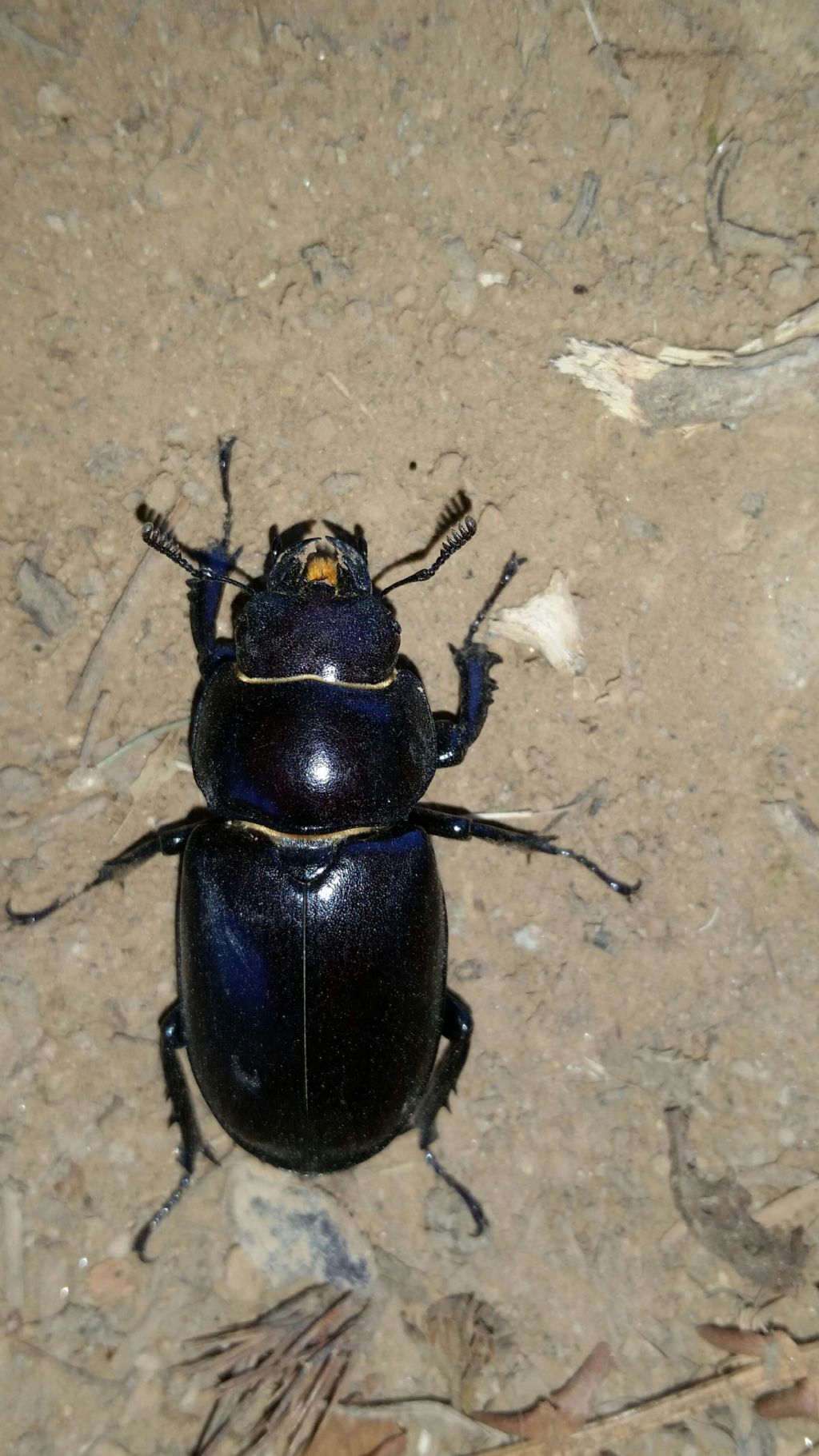 Lucanus tetraodon, femmina (Lucanidae)